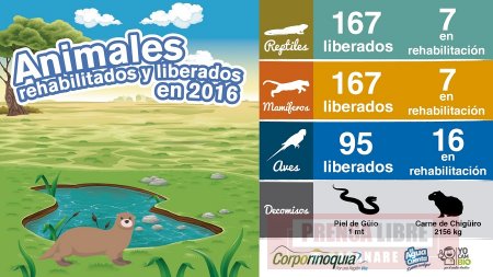 En lo corrido del año 2016 Corporinoquia recibió más de 500 especies de fauna silvestre y sus productos