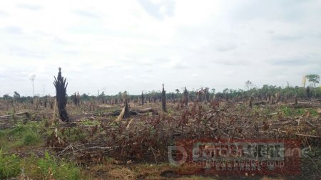 Ecosistemas de Morichales fueron víctimas de tala indiscriminada en Arauca 