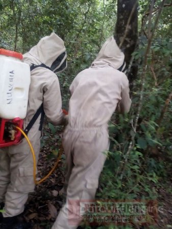 Alerta por casos de abejas africanas en Casanare