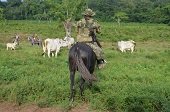 Soldados de Casanare incautaron ganado de disidencias de las FARC en Meta y Guaviare 