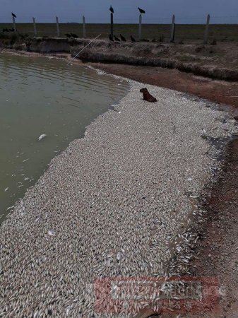 Mortandad de peces en inmediaciones de campo petrolero en Paz de Ariporo