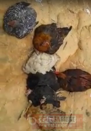 Las gallinas están muriéndose por extraña enfermedad en la vereda La Niata de Yopal