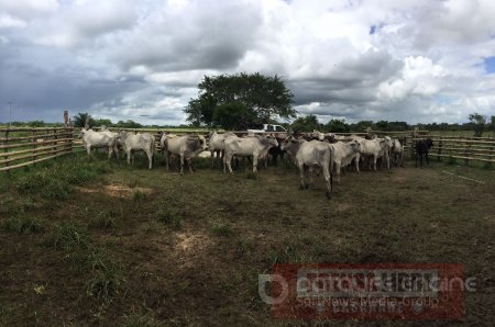 Policía recuperó 33 cabezas de ganado y capturó 3 personas acusadas de abigeato en Paz de Ariporo