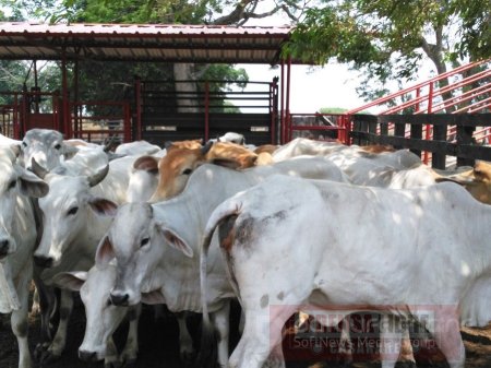 Ganaderos piden revocar resolución que prohibió movilización interna y externa de ganado