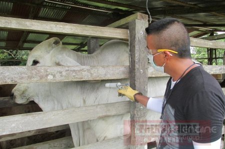 Levantada cuarentena por aftosa en Paz de Ariporo, en Arauca irá hasta el 25 de julio