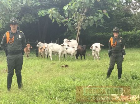 Incautados 71 bovinos procedentes de Venezuela