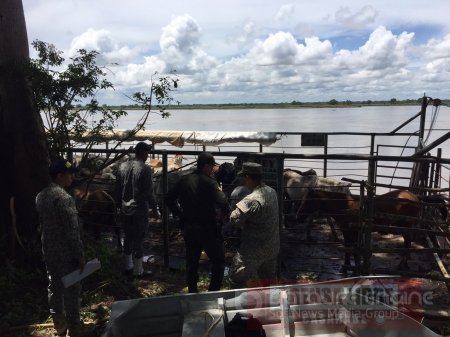 Incautan cargamento de ganado de procedencia venezolana que era transportado por el río Meta