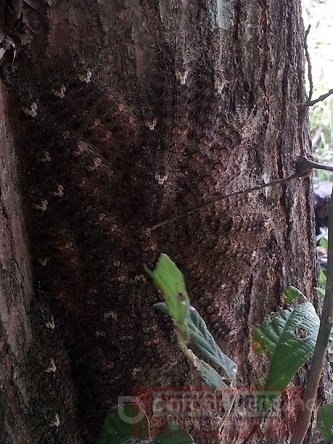 Advierten sobre proliferación de orugas venenosas en Casanare