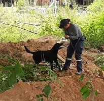 En Yopal evento internacional sobre búsqueda y rescate con perros