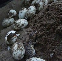 185 caimanes llaneros nacieron este año en el parque Wisirare de Orocué