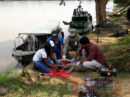 Investigan muerte de una tonina que al parecer encalló en el río Arauca