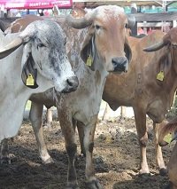 En Arauca ganaderos amenazaron con bloquear vía a partir de hoy