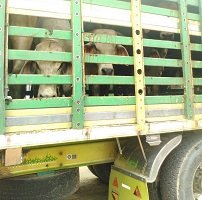 Denuncian entrada de ganado de Venezuela a mercados de Casanare