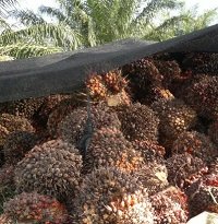 En Casanare están sembradas 40 mil hectáreas de palma de aceite