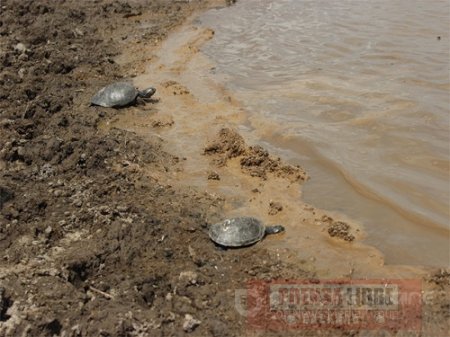 Hoy jornada de liberación de tortugas galápaga en reserva natural de Caño Chiquito