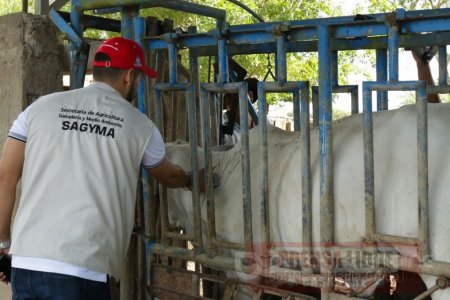 Proyecto de transferencia de embriones para fortalecer ganadería en Casanare 
