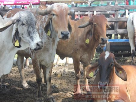 En Arauca ganaderos amenazaron con bloquear vía a partir de hoy