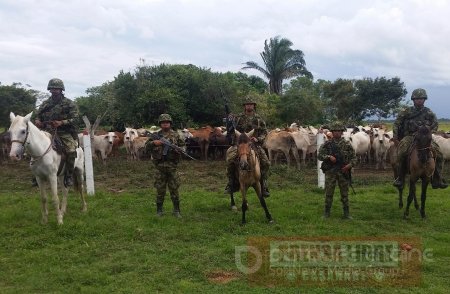 Ejército recuperó en Arauca ganado hurtado y frustró robo de 140 semovientes