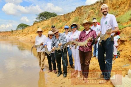 Más caimanes criados en Orocué fueron liberados en Cravo Norte Arauca