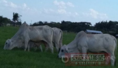 Autoridades recuperaron cuatro toros reproductores Brahmán valorados en $12.000.000