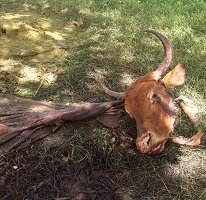 El carneo se salió de control en zonas rurales de Yopal