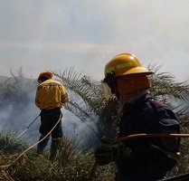 Voraz incendio arrasó con 25 hectáreas de cultivo de palma africana en Aguazul