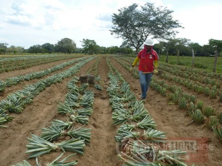 En un 40% avanza el proyecto productivo Casanare siembra piña