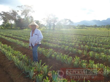 En un 40% avanza el proyecto productivo Casanare siembra piña