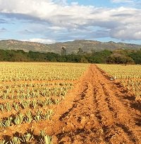 En buenas prácticas agrícolas fueron certificados 5 predios en Casanare