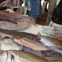Recomendaciones para prevenir intoxicaciones por consumo de pescados y mariscos en época de Cuaresma y Semana Santa