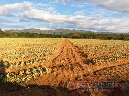 En buenas prácticas agrícolas fueron certificados 5 predios en Casanare