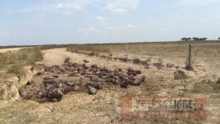 Alertan por posible mortandad de especies silvestres ante fuerte sequía en Casanare
