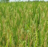 Investigación de nuevas líneas mutantes de arroz fue destacado por organismo internacional de energía atómica 