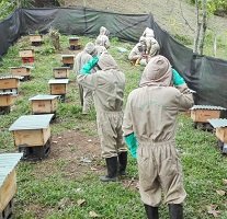 Denuncian muerte masiva de abejas en Puerto López