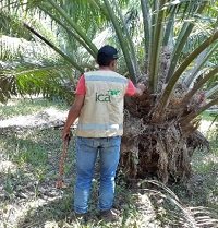Seis predios productores de palma de aceite en Tauramena están en proceso de registro ante el ICA