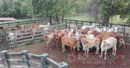 Recuperación de ganado y maquinaria agrícola al norte de Casanare     