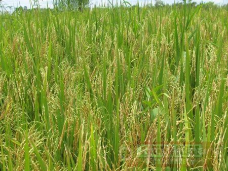 Investigación de nuevas líneas mutantes de arroz fue destacado por organismo internacional de energía atómica 