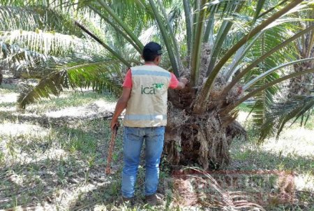 Seis predios productores de palma de aceite en Tauramena están en proceso de registro ante el ICA