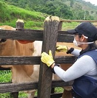 Avanza ciclo de vacunación contra fiebre aftosa y brucelosis bovina en Casanare
