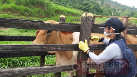 Avanza ciclo de vacunación contra fiebre aftosa y brucelosis bovina en Casanare