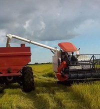 Disminuyó área en las siembras de arroz en los llanos durante el primer semestre de 2018