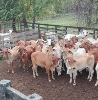 Comité regional de ganaderos pidió a la Alcaldía de Yopal dar a conocer modelo de negocio del proyecto de frigorífico