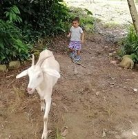 Niños buscan sus mascotas, una cabra y sus dos crías hurtados en la vereda Jagüito de Tauramena