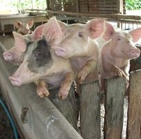 En Casanare vacunación obligatoria de cerdos contra la peste porcina clásica