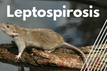 12 casos de leptospirosis han sido reportados en Casanare