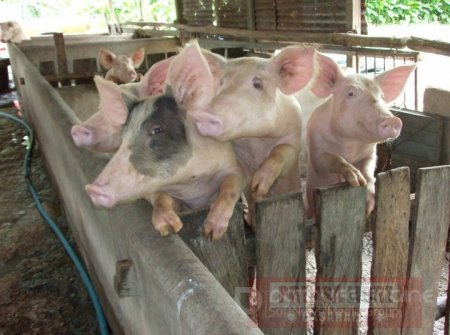 En Casanare vacunación obligatoria de cerdos contra la peste porcina clásica
