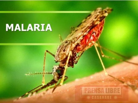 En un 60% han aumentado casos de malaria en Casanare