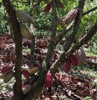 Erradicada plaga carmenta negra en cultivos de cacao en Casanare