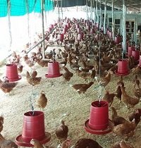45 granjas avícolas de Casanare buscan certificarse como granjas bioseguras