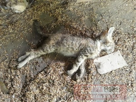 Denuncian a persona por envenenamiento masivo de mascotas en Cupiagua